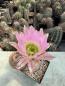Preview: Echinocereus pectinatus